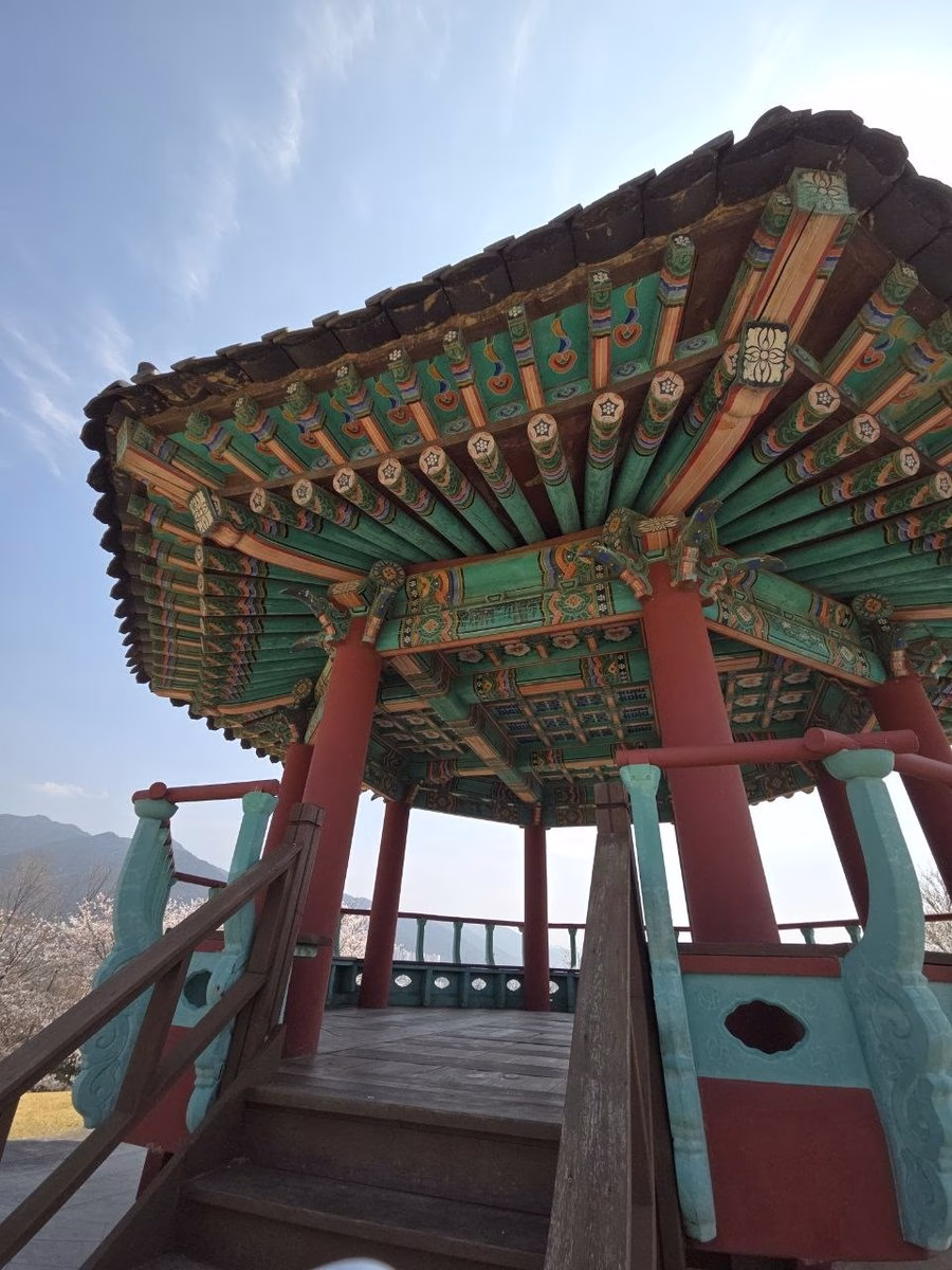 창녕 문화공원 벚꽃