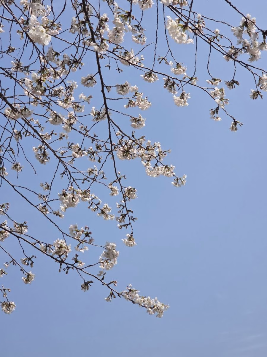 창녕 벚꽃 만개